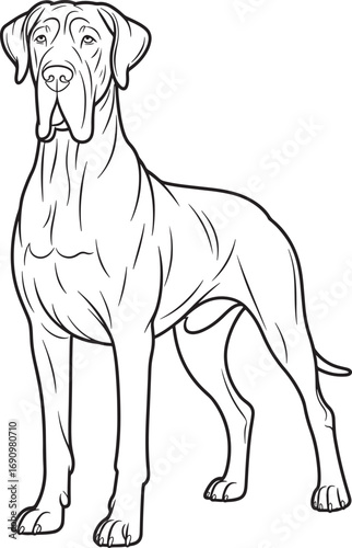 great dane standing tall with a calm and dignified expression