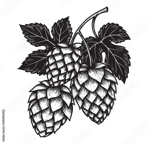 Detailed hand drawn illustration of hops cones and leaves in black and white