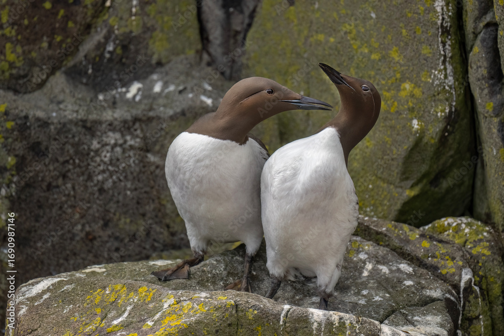 Fototapeta premium Common Guillemots courting on a rock, close up