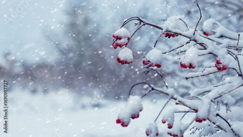 Fototapeta Naklejka Na Ścianę i Meble -  Branches with red berries covered in fresh snow during snowfall, winter atmospheric landscape in cold tones, natural seasonal background for design and decorative projects