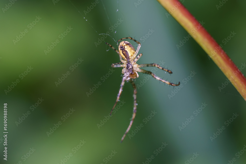 Fototapeta premium Spider spins web in lush garden setting during sunny afternoon hours
