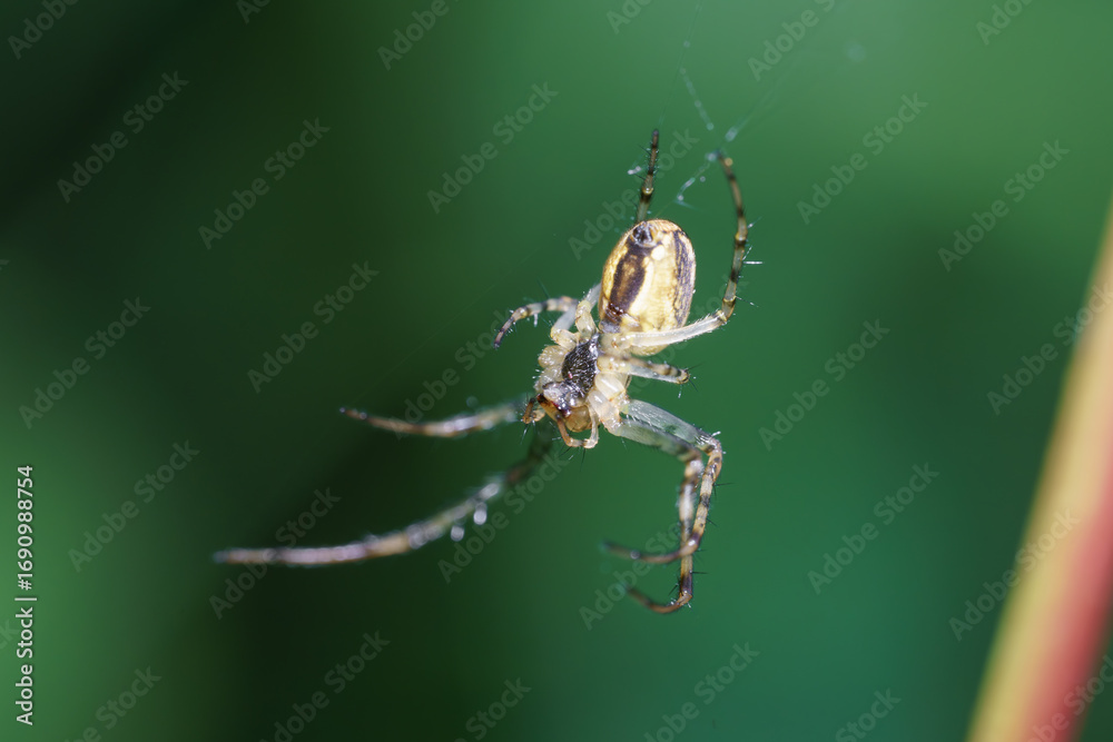 Naklejka premium Bright yellow spider spinning its web in a vibrant green garden during daylight hours