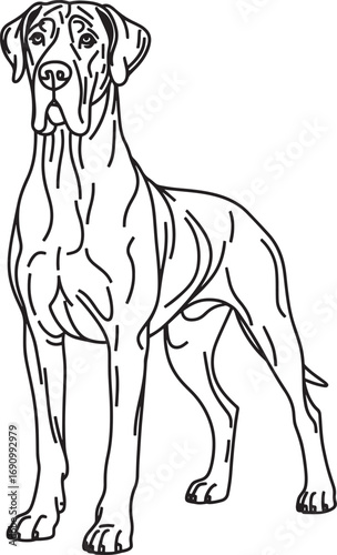 Majestic great dane standing calmly full body outline drawing