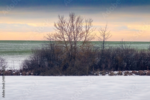 Wallpaper Mural Winter landscape with snowy field in foreground, green winter crops and bright sunset on horizon, natural atmospheric scene for seasonal and decorative projects Torontodigital.ca