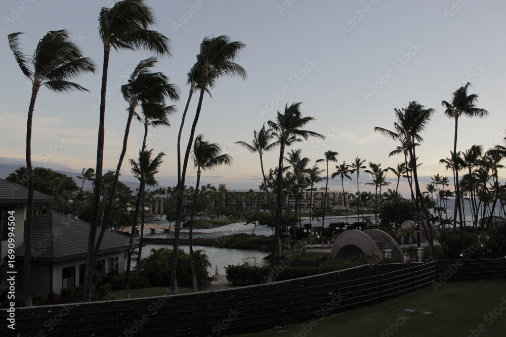 Obraz premium palm trees at sunset