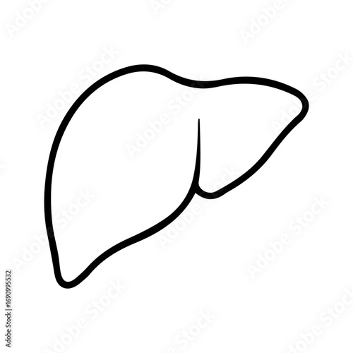 Liver icon. A simple illustration of human liver with line and solid style. Ideal for medical, educational, biological content. Human anatomy and health concept.