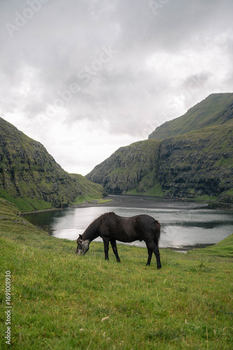 horse on the mountain and sea in Faroe Islands