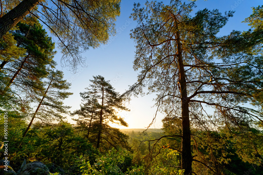 Obraz premium Justice de Noisy hill in the Fontainebleau massif