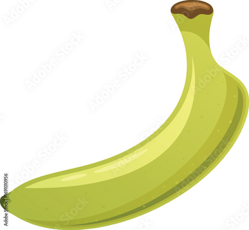 Underripe banana tropical fruit vector illustration
