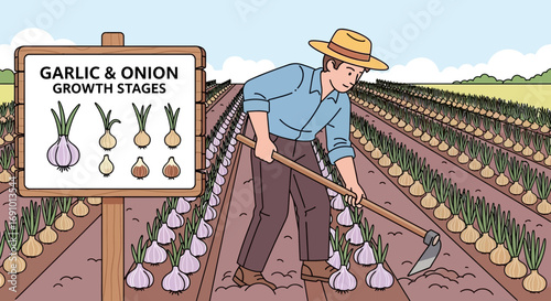 Illustration of farmer working in onion and garlic field with growth stages sign