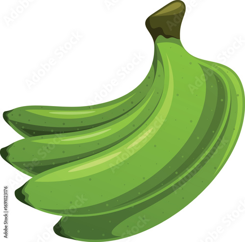 Underripe banana fruit bunch vector illustration