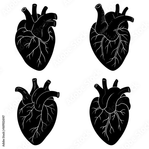 Four anatomical heart illustrations in black and white showing arteries and veins in detailed design style