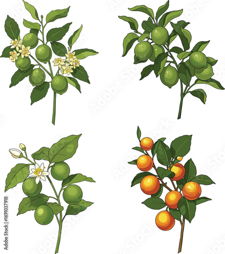 Citrus fruit growth stages, botanical agriculture illustration, tropical farming vector, green leaves, flowers, ripe oranges, harvest season, farming crop, cad drawing flat vector illustration