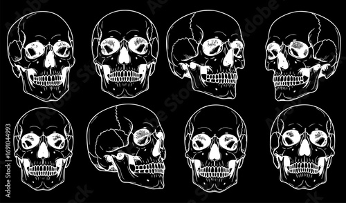 Set of Anatomically Correct Human Skulls Isolated, Hand-Drawn Line Art Vector Illustrations for Vintage Design and Tattoo Art