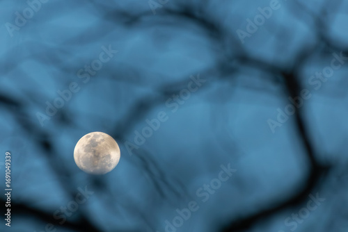 Lua cheia vista através de galhos desfocados ao anoitecer