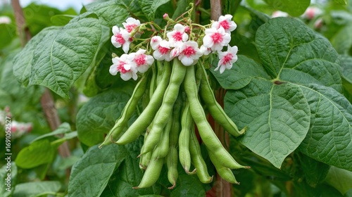 Green beans with small, clustered, white-pink flowers