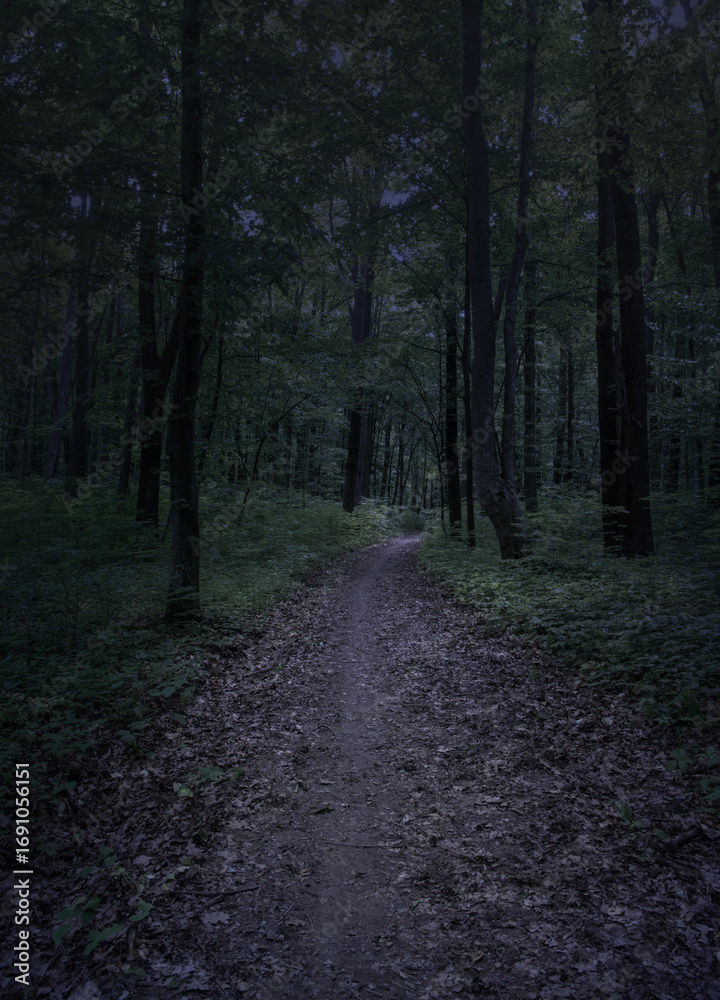 Fototapeta premium Mysterious pathway through the dark foggy forest in cold tones.