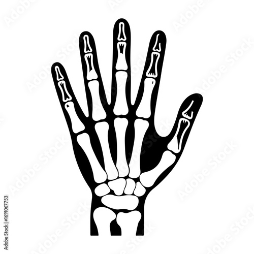 Anatomical skeleton hand outline with detailed bone structure clearly visible showing fingers palm and wrist vector