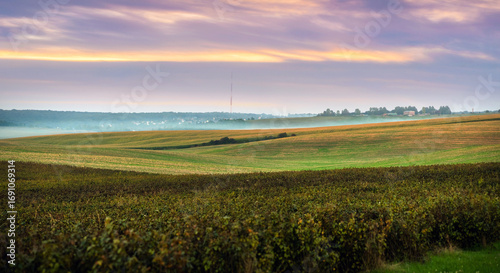 Currant plantations, wavy hills and light mist on the horizon under an evenin...