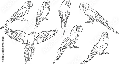 Black and white parrot line art illustrations in various poses, detailed tropical bird drawings for wildlife, nature, exotic animal design themes