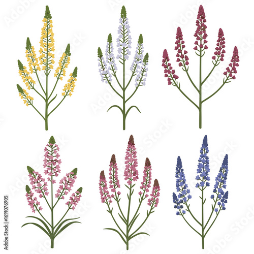 Elegant tall spike flowers in various vibrant colors and delicate green leaves