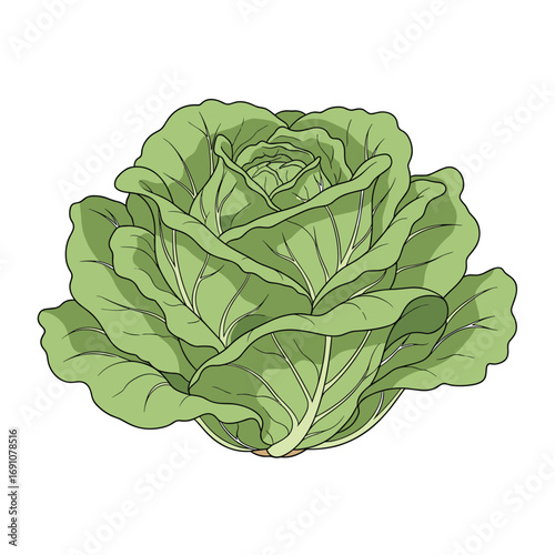 Fresh green cabbage vegetable healthy food ingredient for cooking and eating