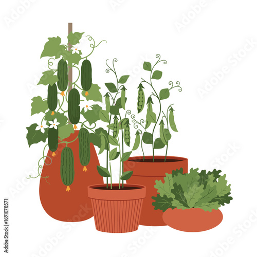 Cultivating a thriving home garden delicious vegetables grown in pots outdoors