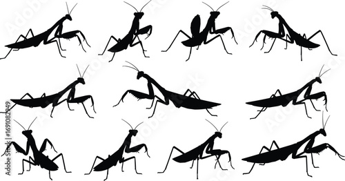 "Set of twelve praying mantis insect silhouettes in various poses, detailed vector illustration for wildlife, nature, entomology, and design projects"