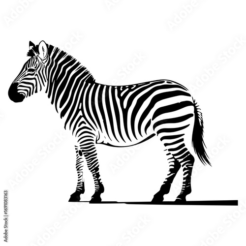 Majestic zebra standing profile african wildlife animal striking patterned coat nature safari vector