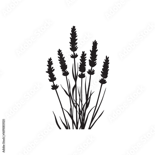 Lavender Vector (2).eps