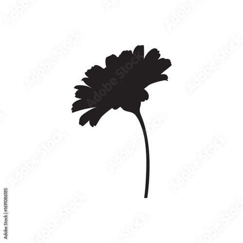 Marigold Vector (3).eps