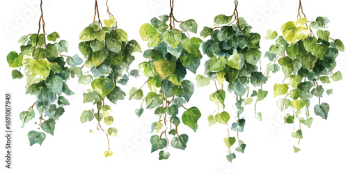 Creeper plants isolated on transparent background. High quality cutout ivy with lush green foliage.