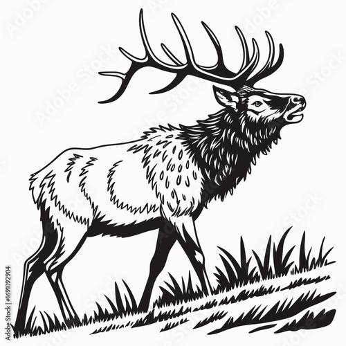 Majestic elk with large antlers standing in grass black and white illustration