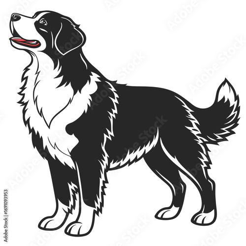 Black and white border collie dog standing proud and looking up