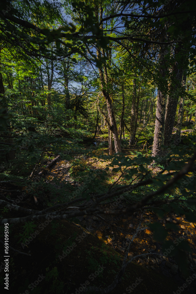 Fototapeta premium Shady Patagonian Native Forest with Araucaria Pehuén Monkey Puzzle Trees and Ñire Nothofagus antarctica in Villa Pehuenia Moquehue Argentina