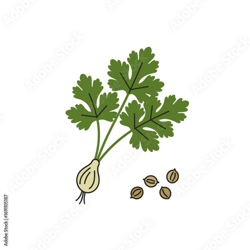 Fresh cilantro sprig with bulb and seeds displayed on white surface, showcasing culinary herb's vibrant green leaves and earthy tones, evoking natural freshness.