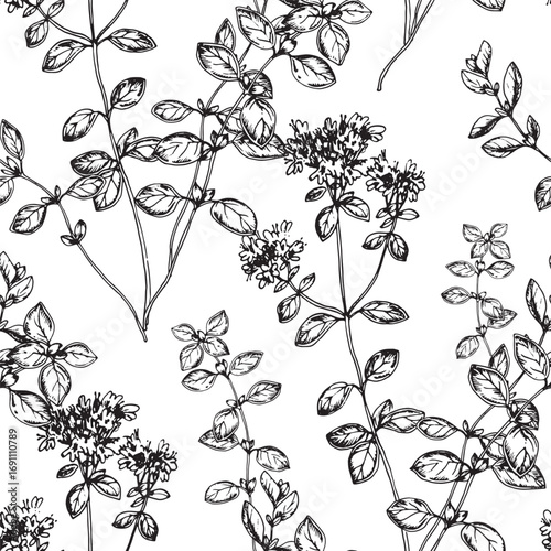 Oregano seamless pattern with flowers. Vector background hand drawn with ink. Graphic template for label design, restaurant menu
