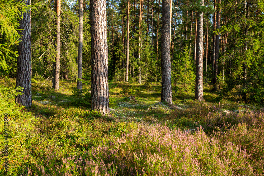Fototapeta premium Forest with fresh blooming heathers in early September on a sunny day in Latvia
