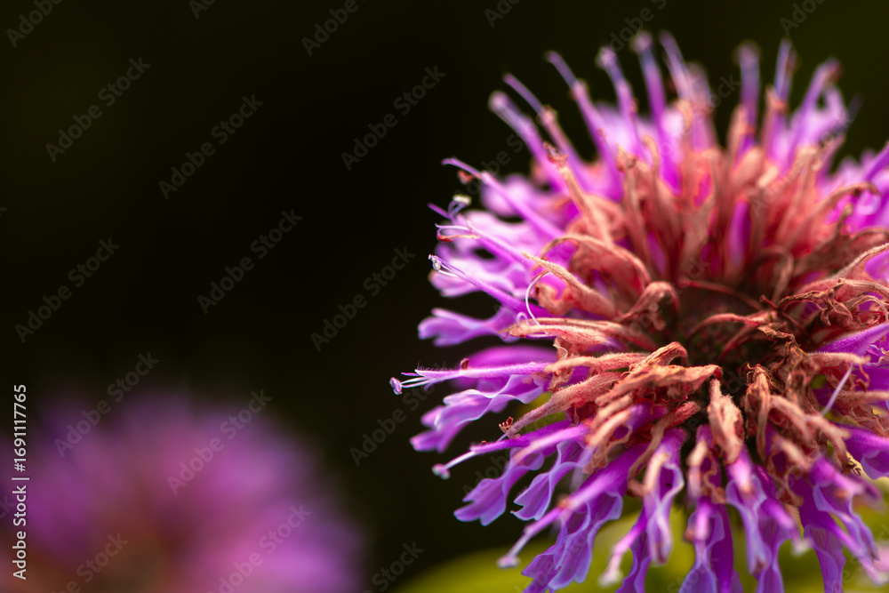 Fototapeta premium In summer, the beautiful American mint flowers in the garden are blooming