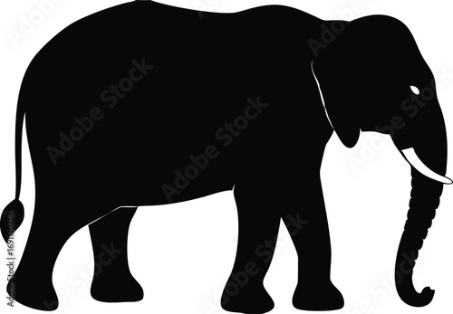 elephant isolated on white