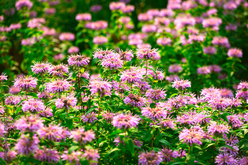 Fototapeta premium In summer, the beautiful American mint flowers in the garden are blooming