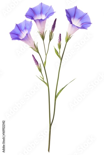 Three Purple Morning Glory Flowers Isolated on White Background