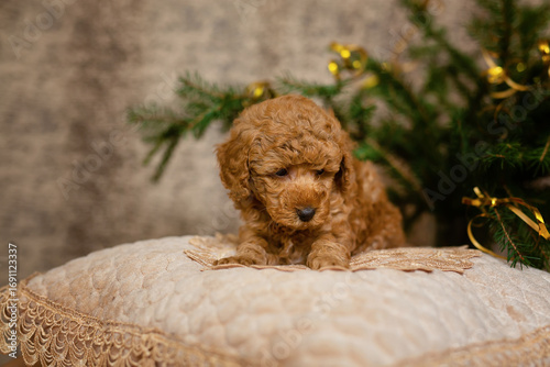 Cute poodle puppy sleeping on a pillow under a christmas tree