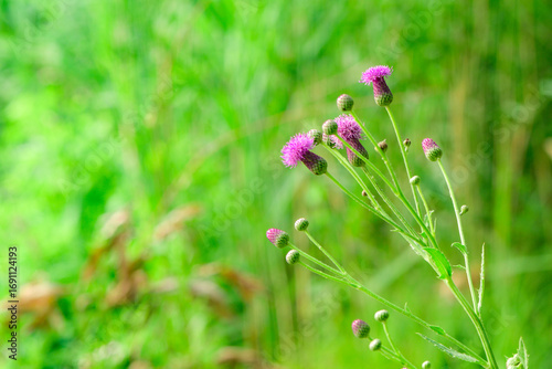 The thistle flowers blooming in the roadside fields, the beauty of nature