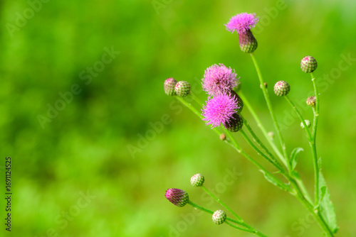 The thistle flowers blooming in the roadside fields, the beauty of nature