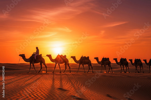 camel in the desert