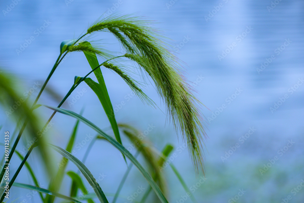 Fototapeta premium Water plants by the river, various types of vegetation, showcasing the beauty of nature, outdoor photography