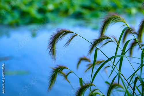 Water plants by the river, various types of vegetation, showcasing the beauty of nature, outdoor photography