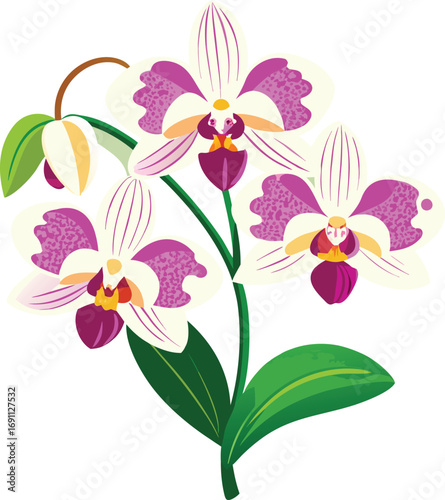 Orchid flowers isolated on transparent background