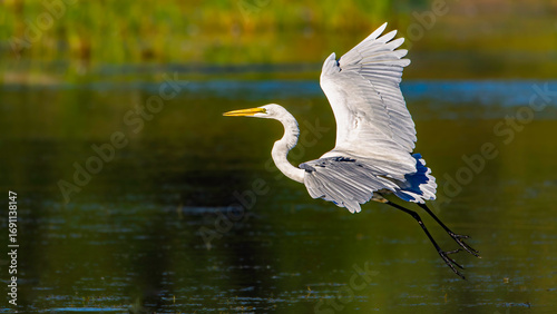 Tableau sur toile Great white egret, Ardea alba, takes flight in a wetland at Harbor Island in Gra
